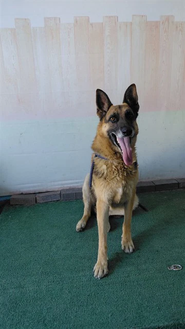 Zarko