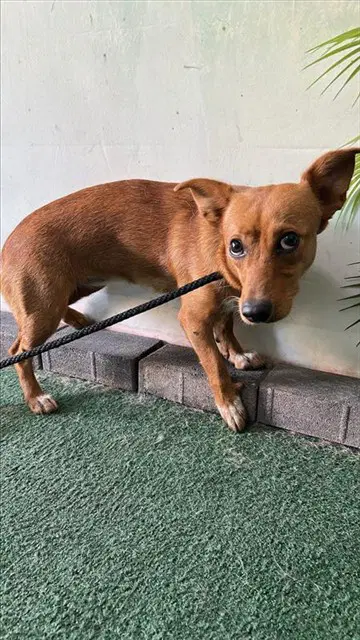 Pasilla - Chihuahua
