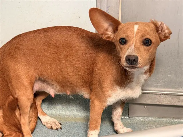 Salsa - Chihuahua