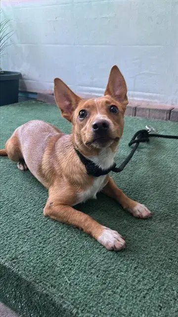 Norman - Chihuahua