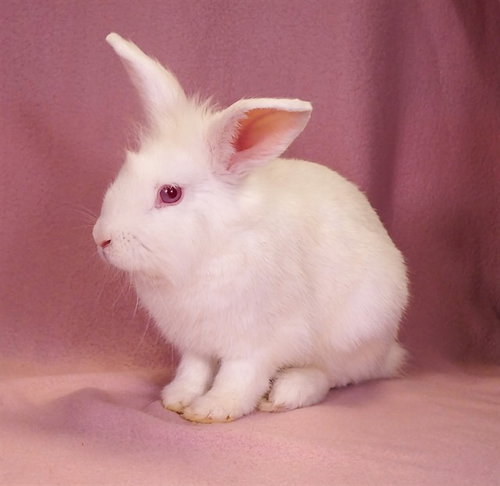 SAM, a rabbit for adoption from Los Angeles County Animal Control - Baldwin Park