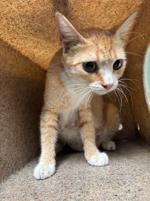 picture of the cat needing adoption