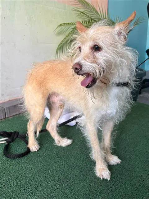 Vladimir Putin - Terrier