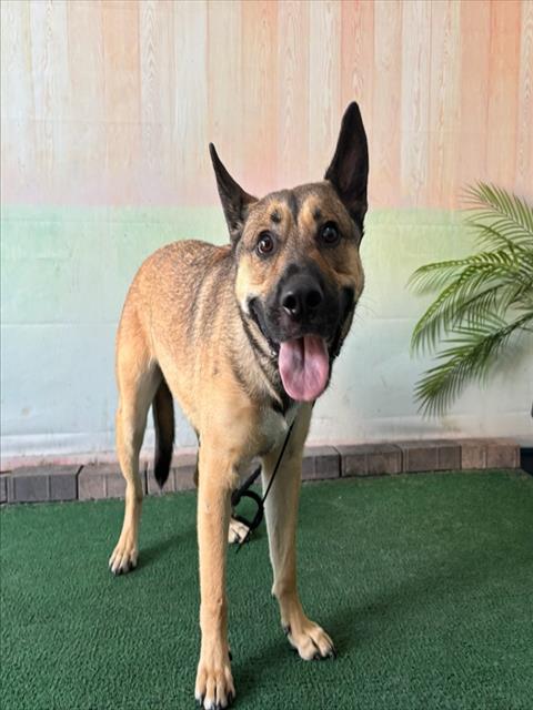 picture of the dog needing adoption