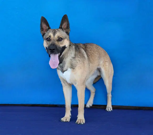 Buddy - German Shepherd Dog