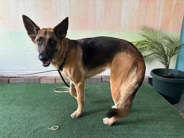 Rosie - German Shepherd Dog
