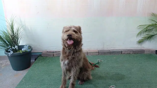 Arnold - Terrier