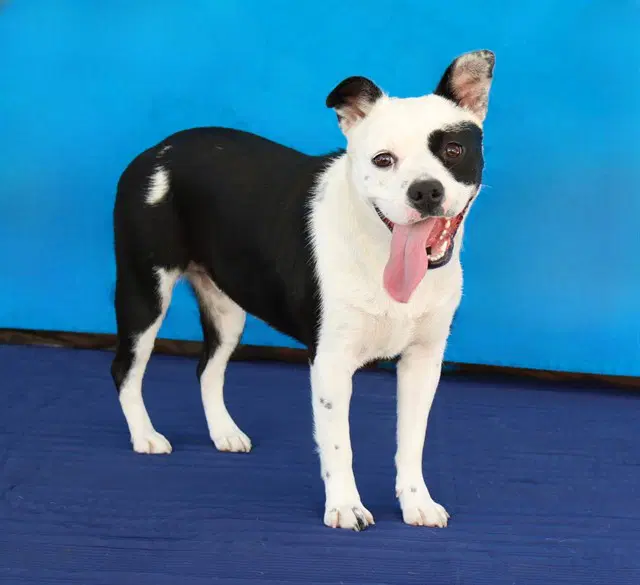 Itty Bitty - Pit Bull Terrier