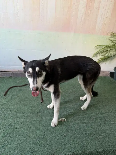 Nina - Siberian Husky