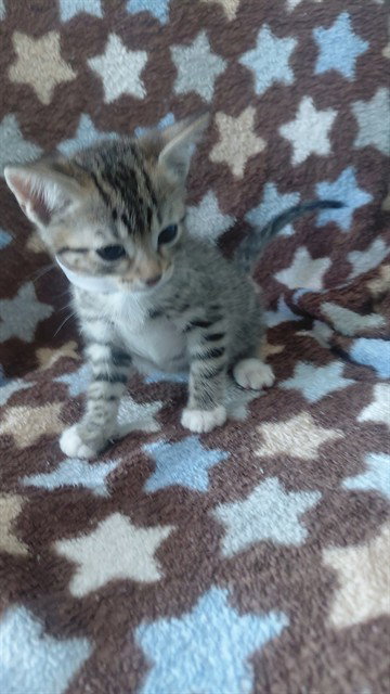 picture of the cat needing adoption