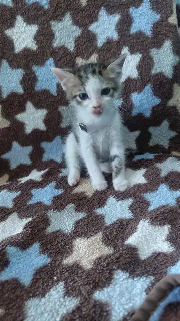 Unknown - Domestic Short Hair