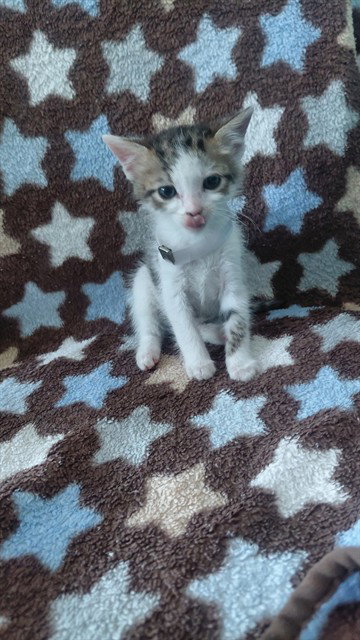 picture of the cat needing adoption