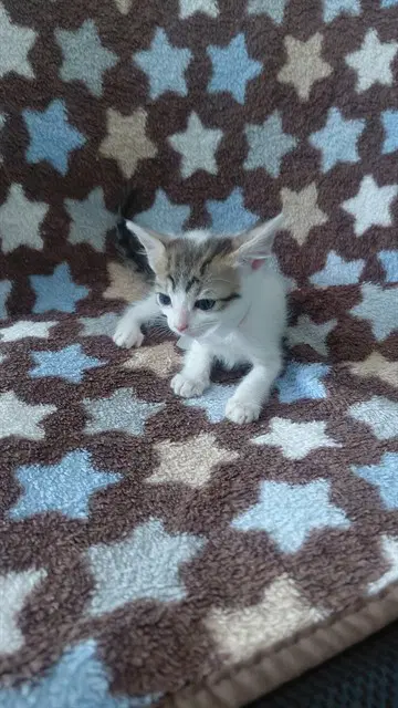 Unknown - Domestic Short Hair