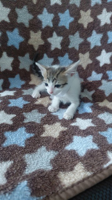 picture of the cat needing adoption