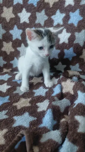Unknown - Domestic Short Hair