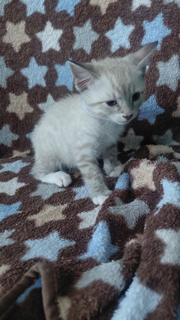 picture of the cat needing adoption
