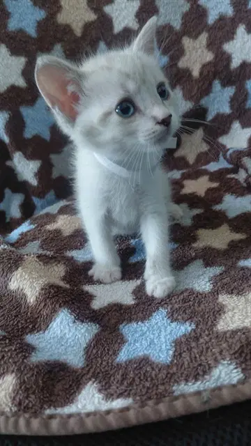 Unknown - Domestic Short Hair