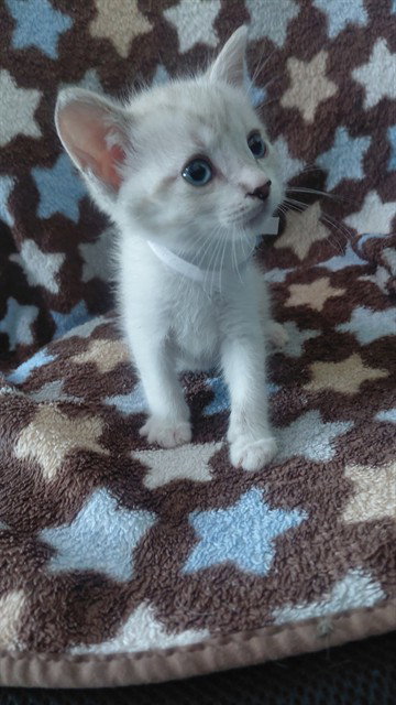 picture of the cat needing adoption