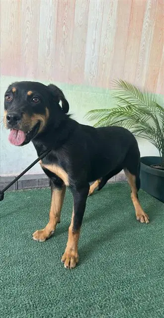 Buffy - Rottweiler