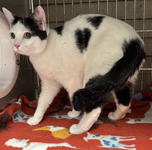 picture of the cat needing adoption