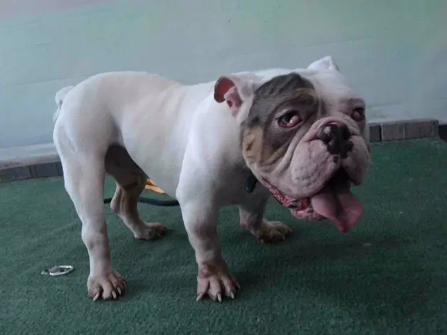 Gordo - Bulldog