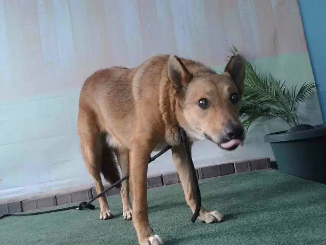 Bella image 1