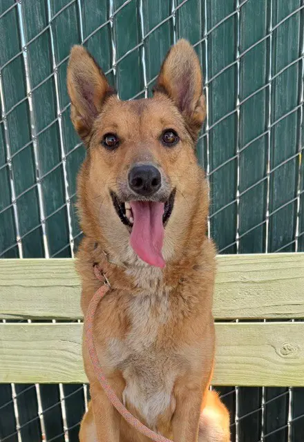Bella - Jindo (Korean)