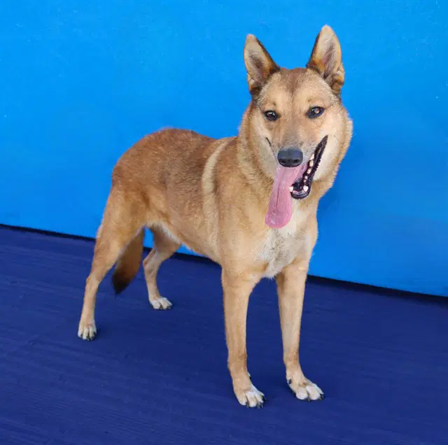 Bella - Jindo (Korean)