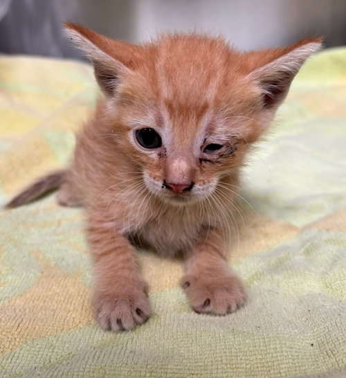 picture of the cat needing adoption
