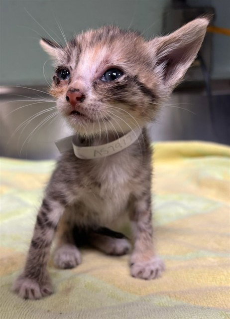 picture of the cat needing adoption