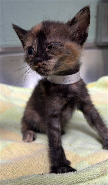 picture of the cat needing adoption