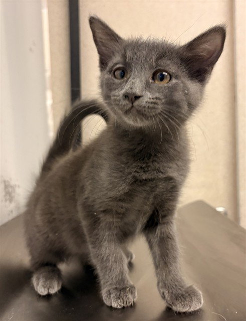 picture of the cat needing adoption