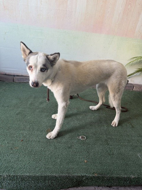 picture of the dog needing adoption