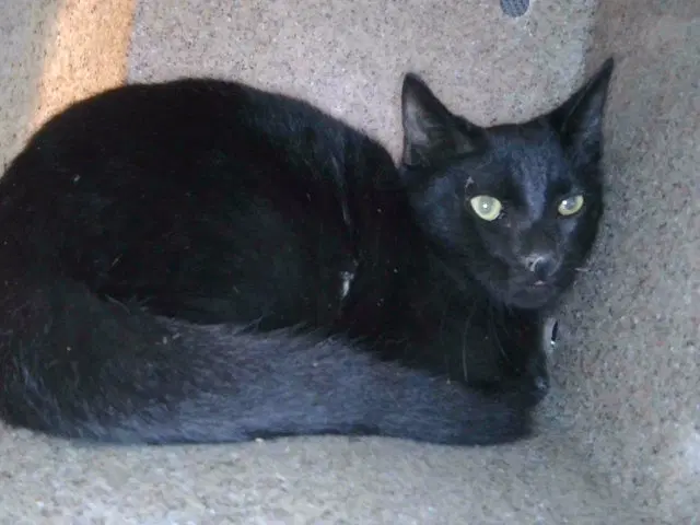 Crescent - Domestic Short Hair