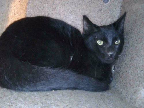 picture of the cat needing adoption