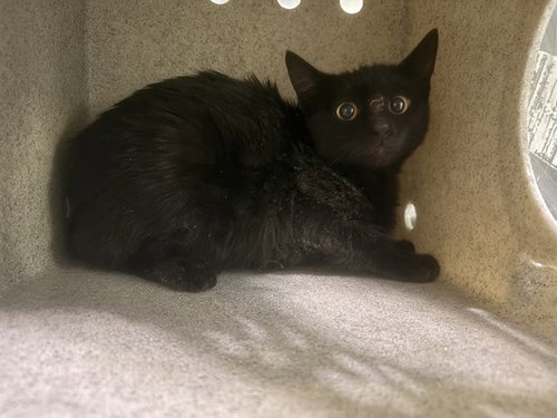 picture of the cat needing adoption