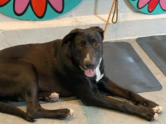 Oreo - Labrador Retriever