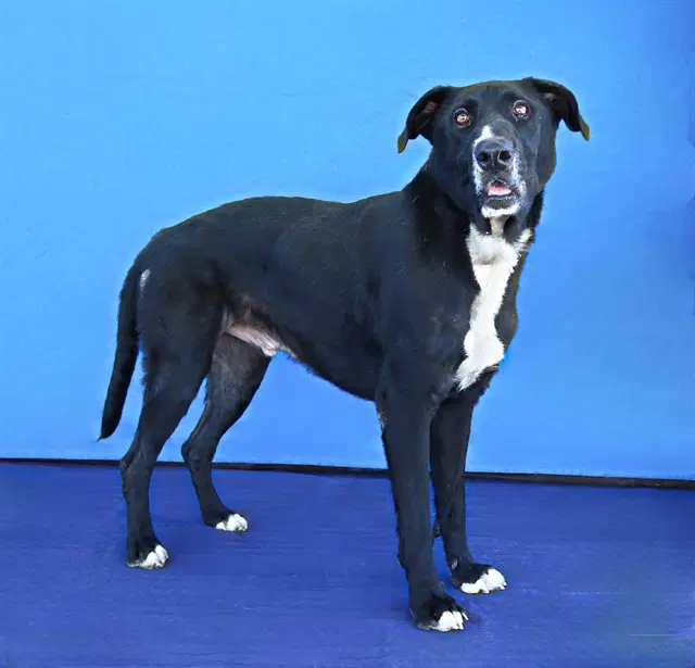 Oreo - Labrador Retriever