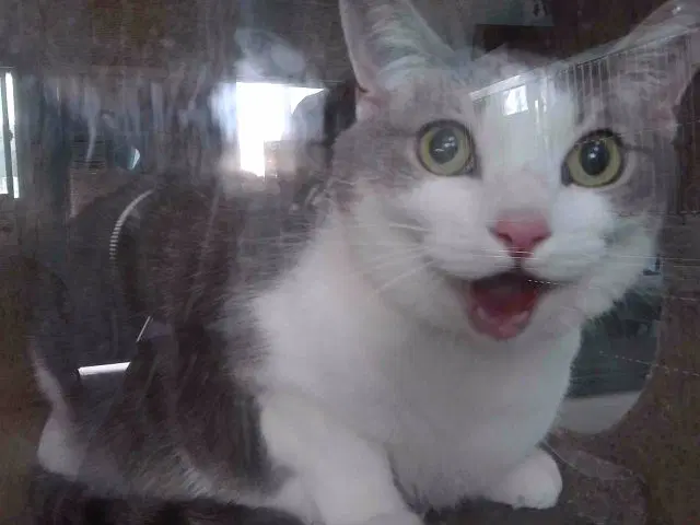 Yuki - Domestic Short Hair