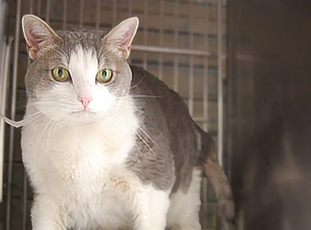 Yuki - Domestic Short Hair