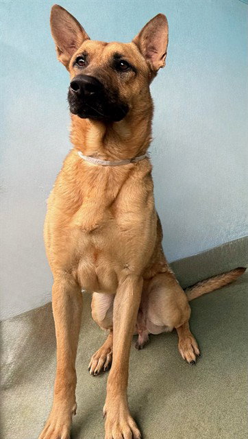 Reggie, Belgian Shepherd Malinois / Mixed (medium coat)