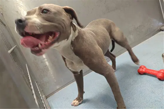 Girl - Pit Bull Terrier