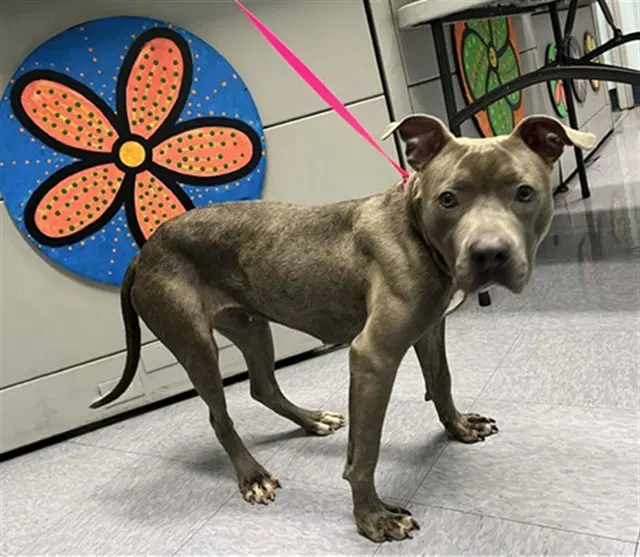 Bubbles - Pit Bull Terrier