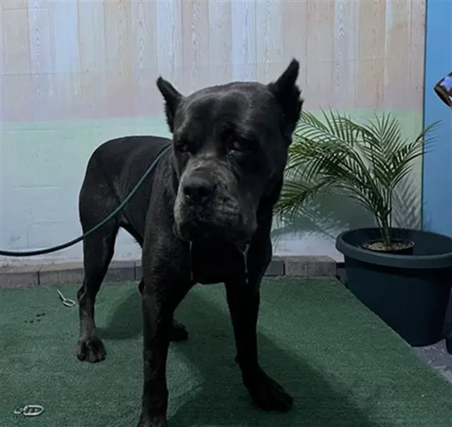 Gina - Cane Corso Mastiff