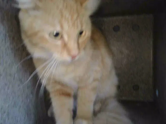 Sunset - Domestic Short Hair