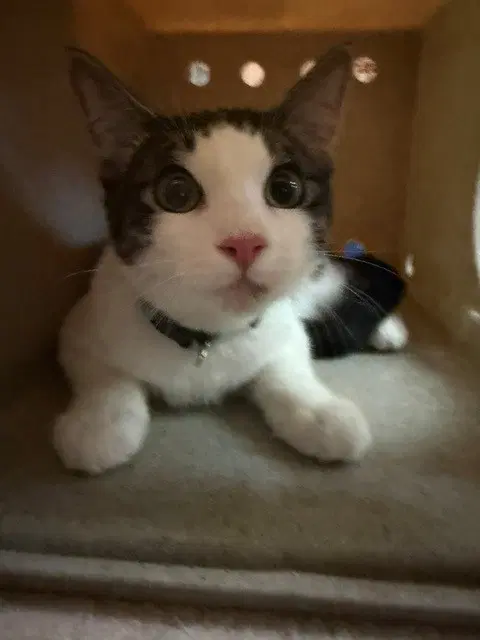 Catrino - Domestic Short Hair