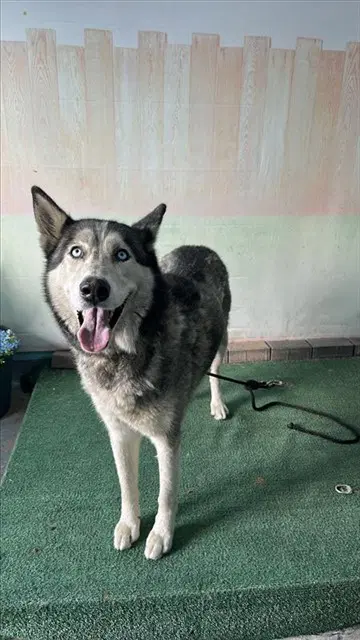 Canelo - Siberian Husky