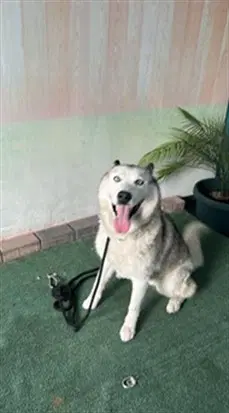 Snow - Siberian Husky