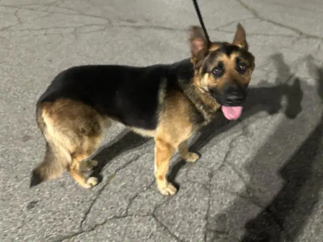 Max - German Shepherd Dog
