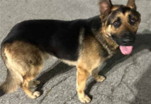 MAX, a dog for adoption from Los Angeles County Animal Control - Baldwin Park